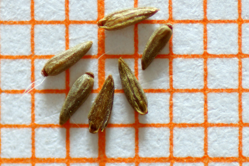 Epilobium palustre / Epilobio di palude